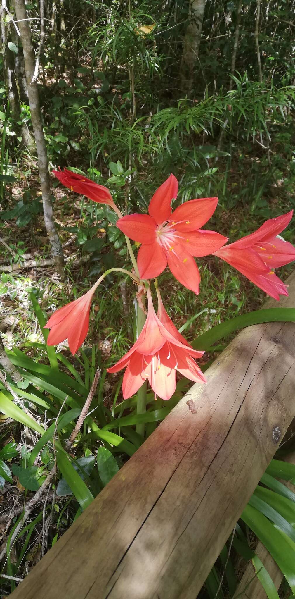 Cyrtanthus elatus (Jacq.) Traub resmi