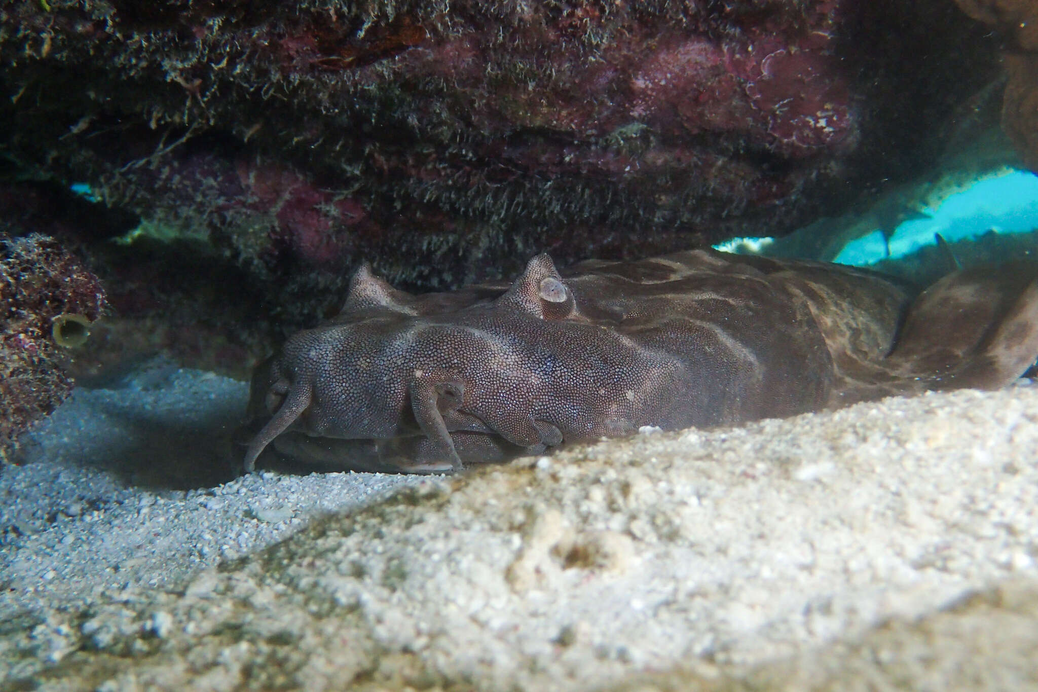 Image of Northern Wobbegong