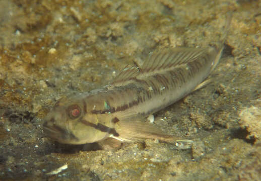 صورة Arenigobius