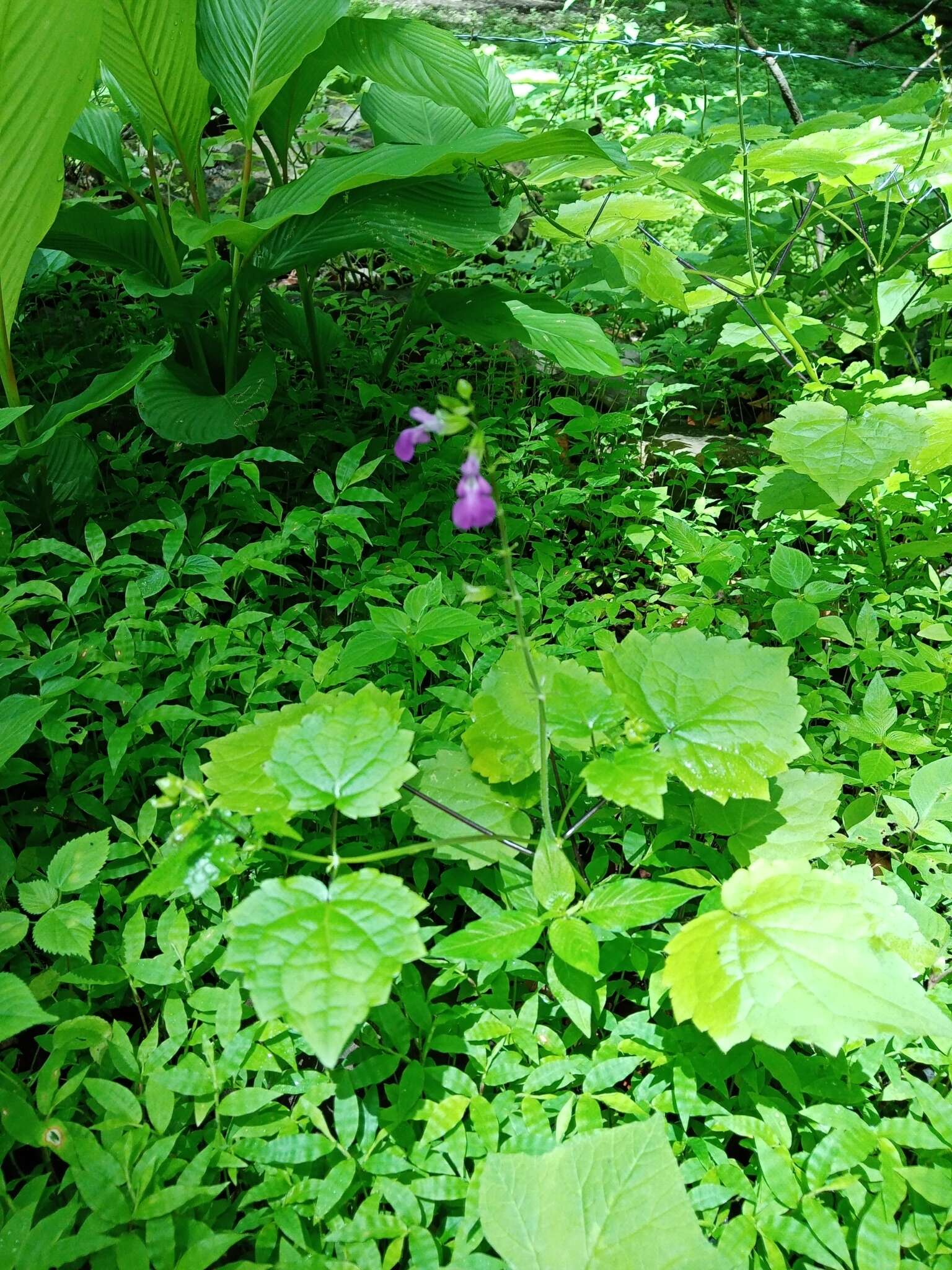 Image of Salvia acerifolia B. L. Turner