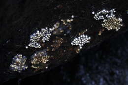Image of Hong Kong Cascade Frog