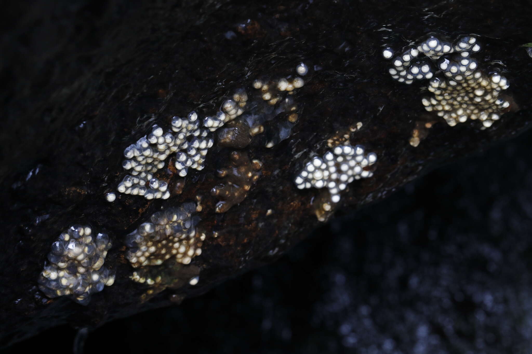 Image of Hong Kong Cascade Frog