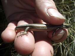 Image of Eyres skink