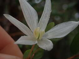 Image of Luzuriaga polyphylla (Hook. fil.) J. F. Macbr.