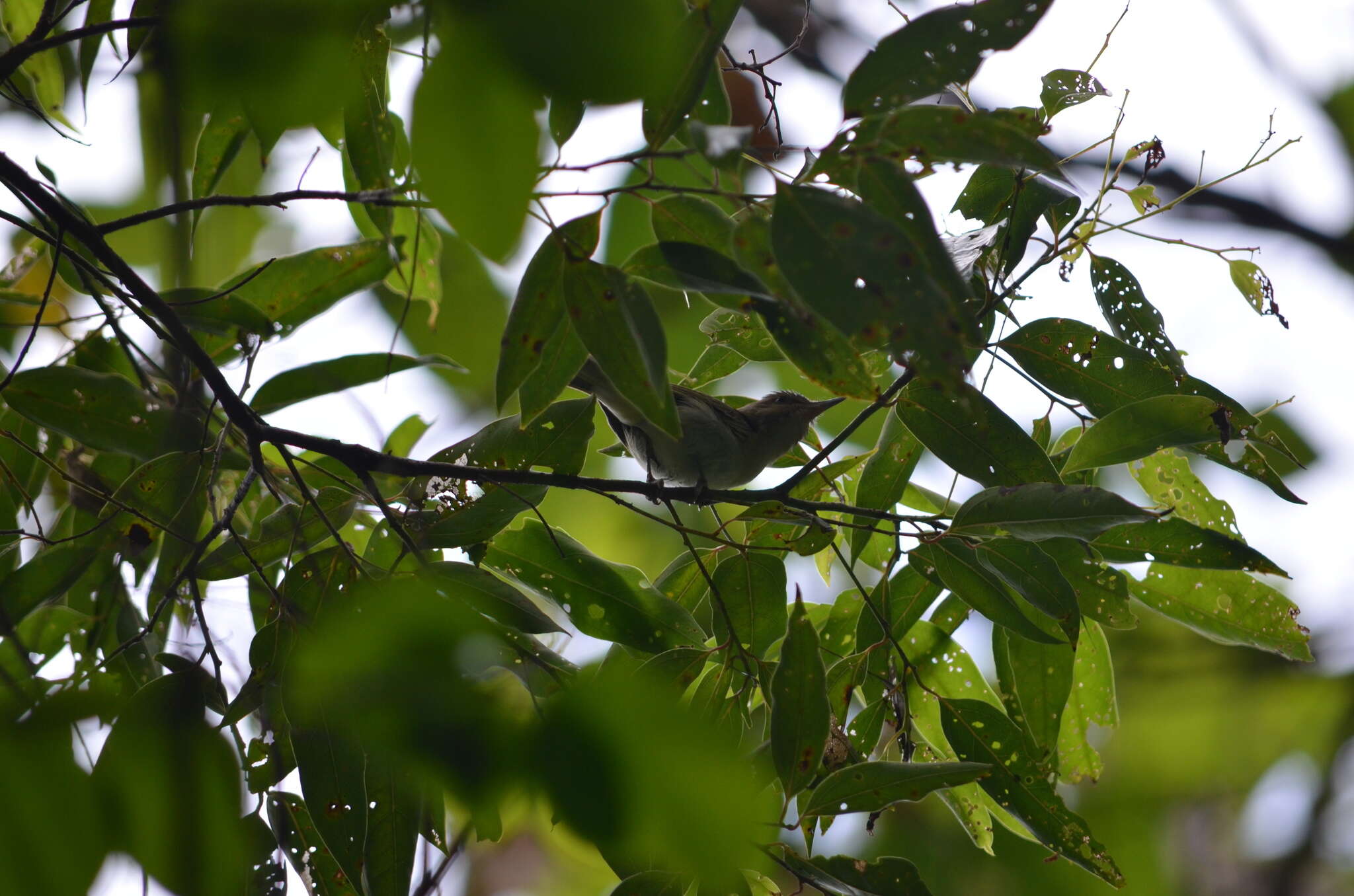 Image of Black-whiskered Vireo