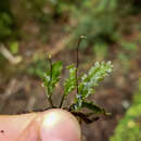 Image of Achrophyllum magellanicum Matteri 1979