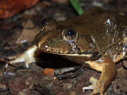 Image of Hydrolaetare Gallardo 1963