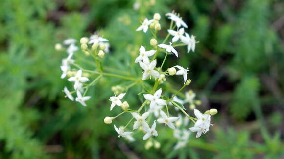 Image of Galium album subsp. album