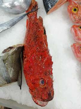 Image of Bigscale Scorpionfish