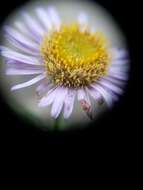 Image of Blochman's erigeron