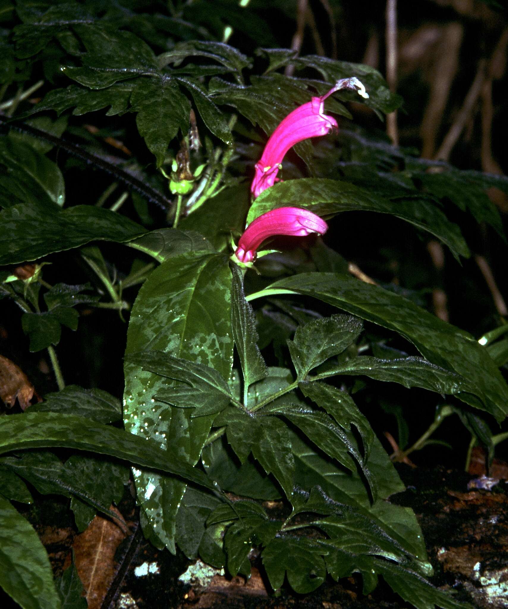 Image of Centropogon cornutus (L.) Druce