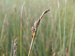 Image of Machaerina juncea (R. Br.) T. Koyama