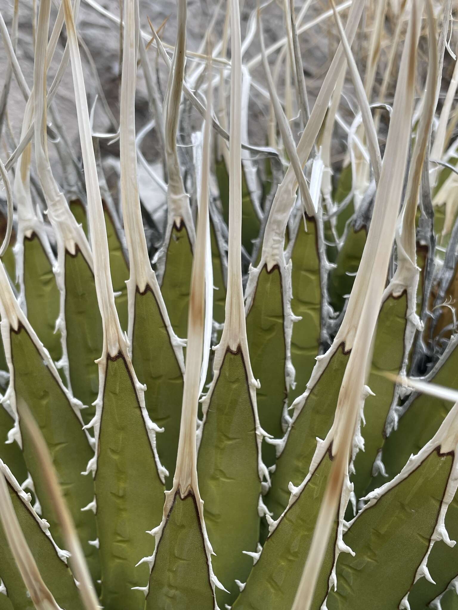 Image of Utah agave