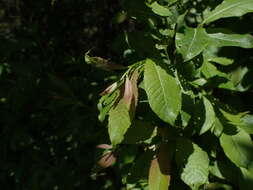 Image of Salix silesiaca Willd.