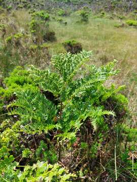 Image of Woolly Tree Fern