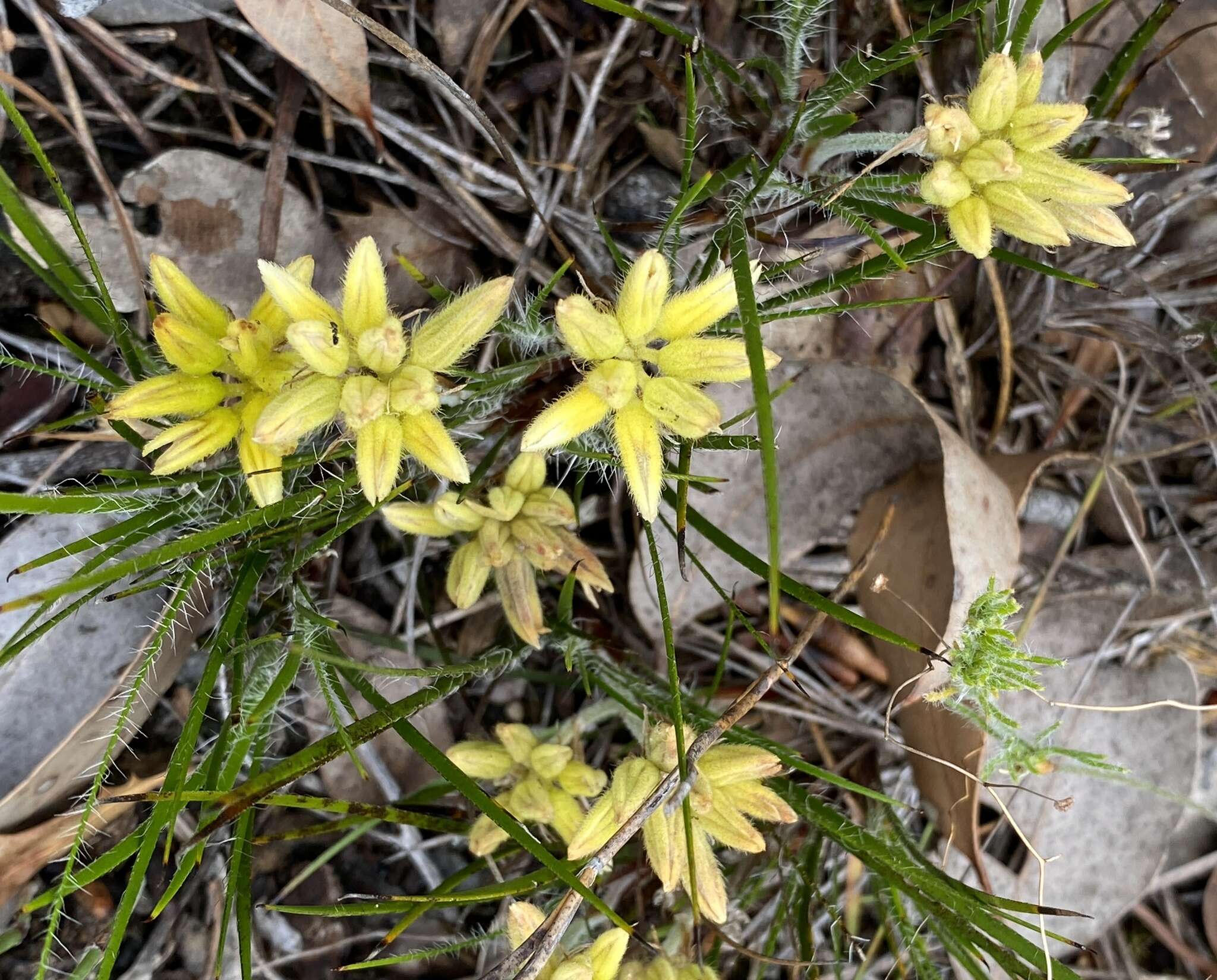 Image de Conostylis setigera R. Br.