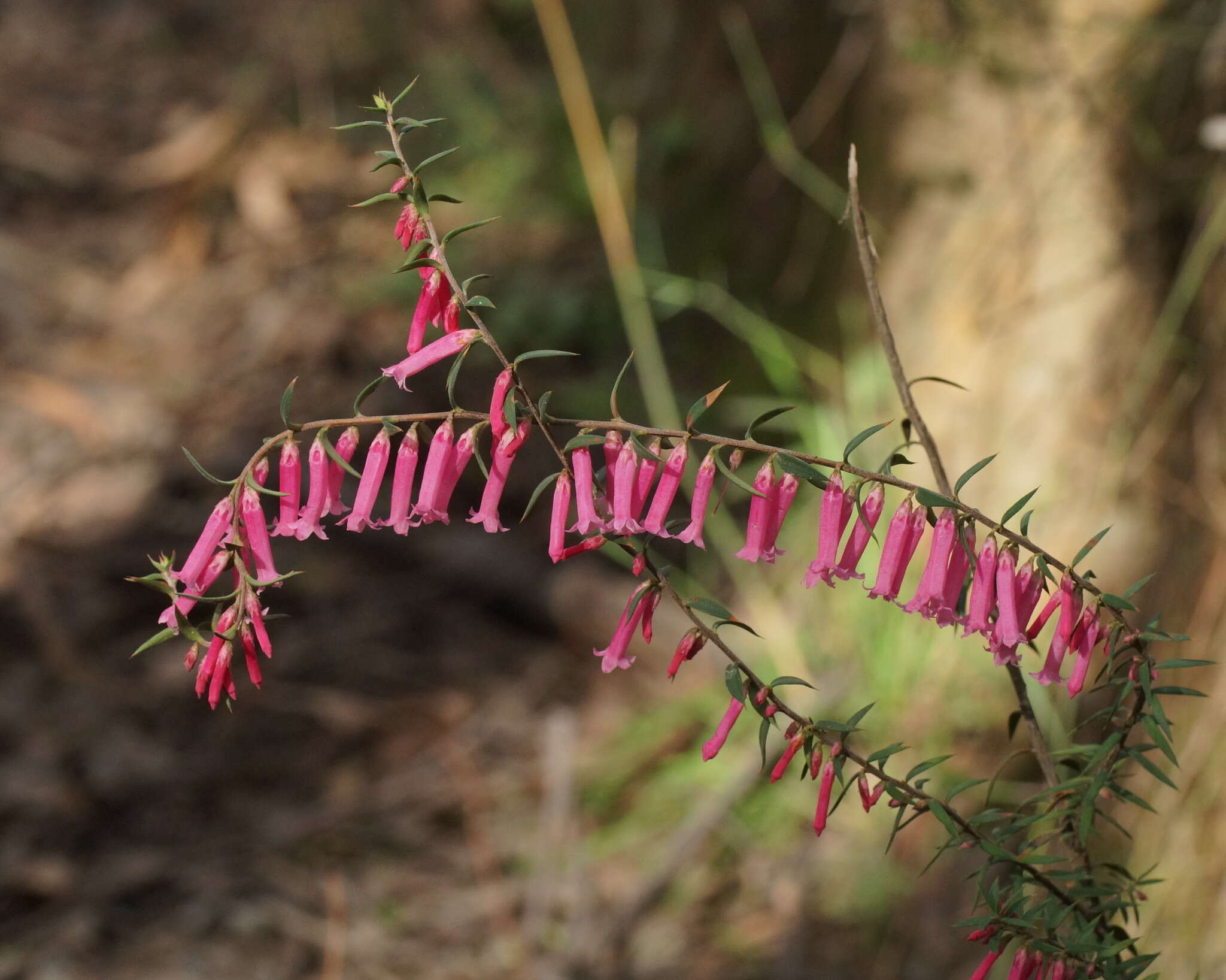 Plancia ëd Epacris impressa Labill.