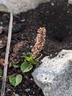 Imagem de Acalypha chamaedrifolia (Lam.) Müll. Arg.