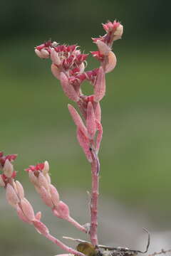 Sedum hispanicum L. resmi