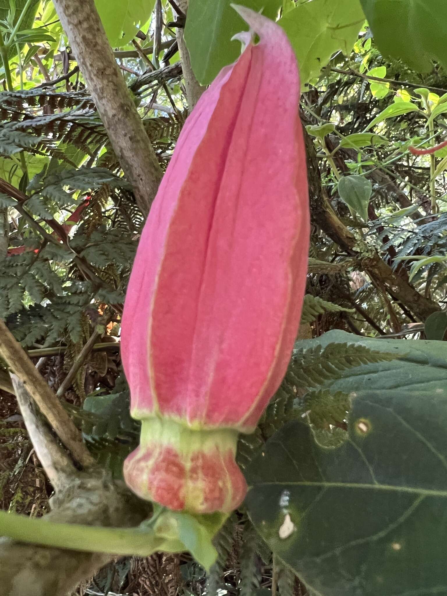 Image de Passiflora longipes A. Juss.