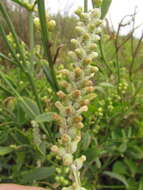 Image de Pterocaulon lorentzii Malme