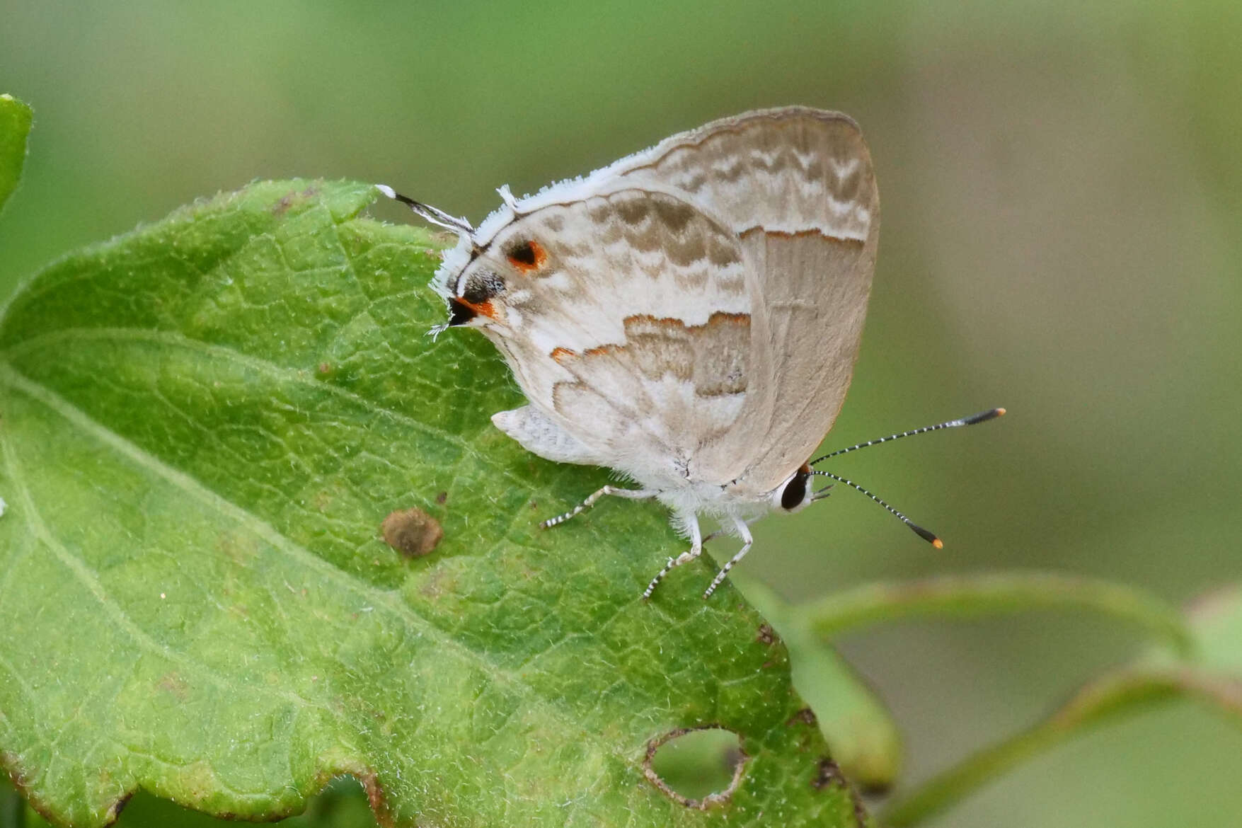 Image of White Scrub-Hairstreak