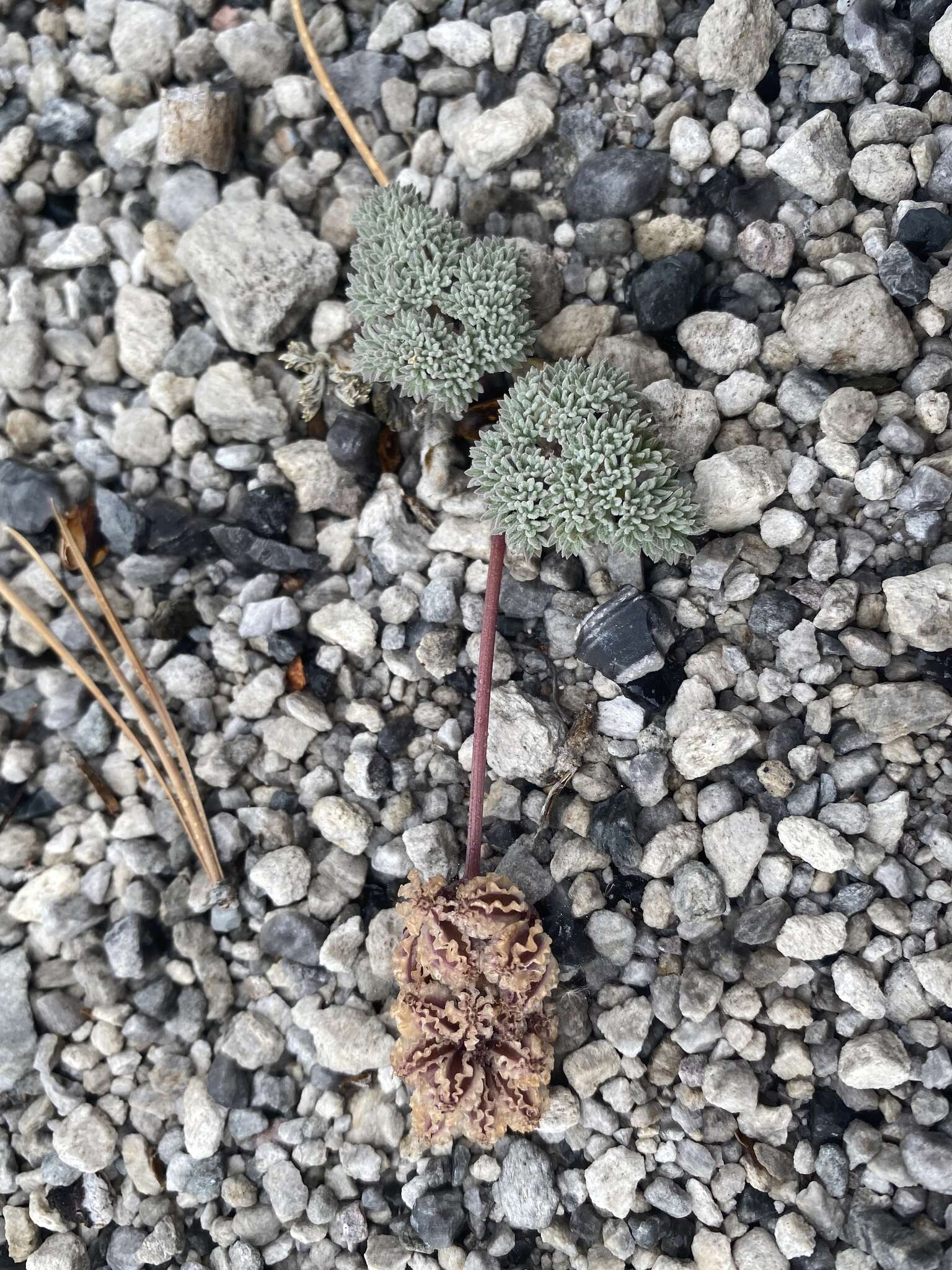 Image of gray springparsley