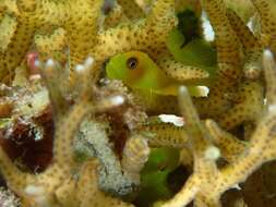 Image of Emerald coral goby