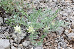 Image de Oxytropis pallasii Pers.