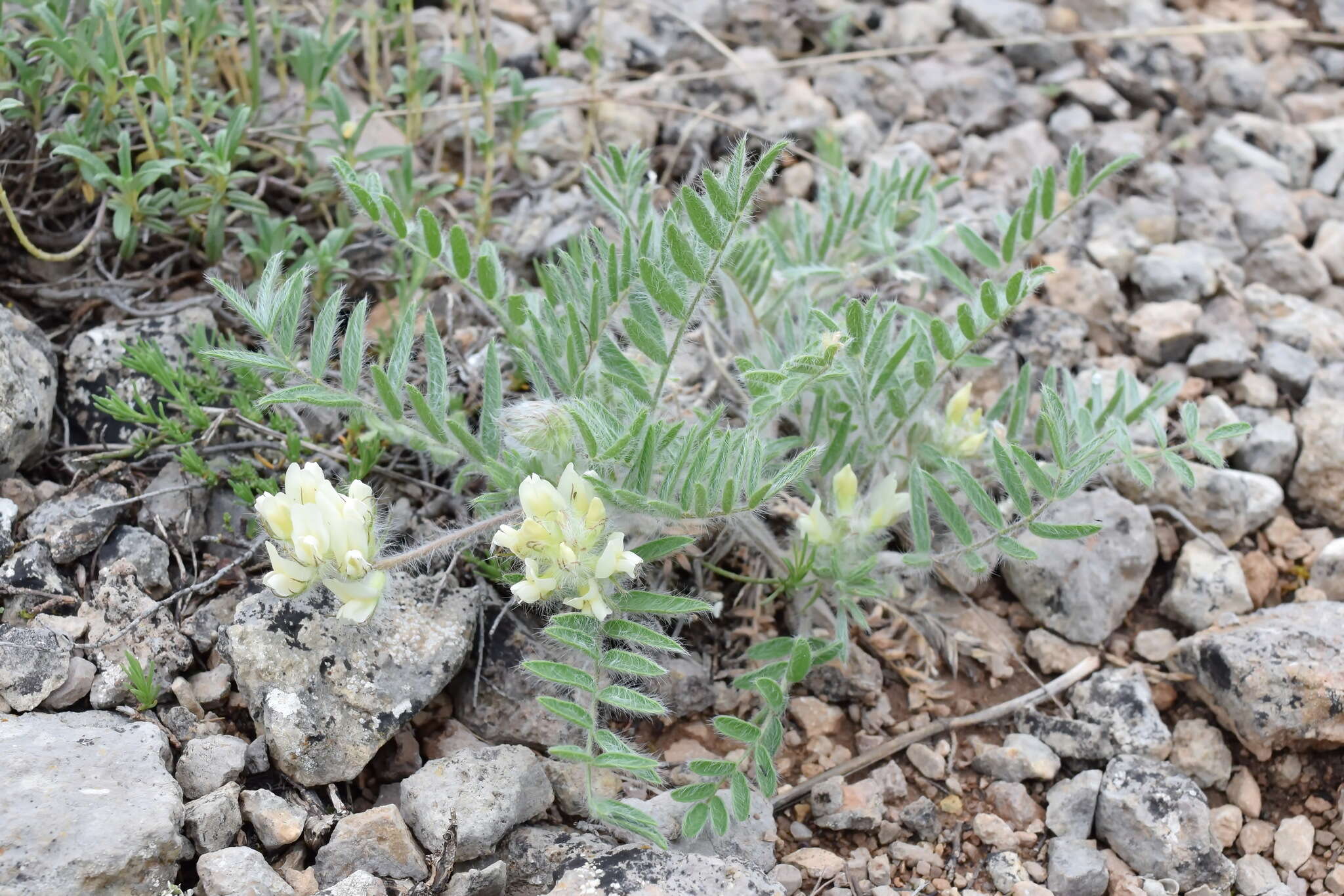 Image of Oxytropis pallasii Pers.