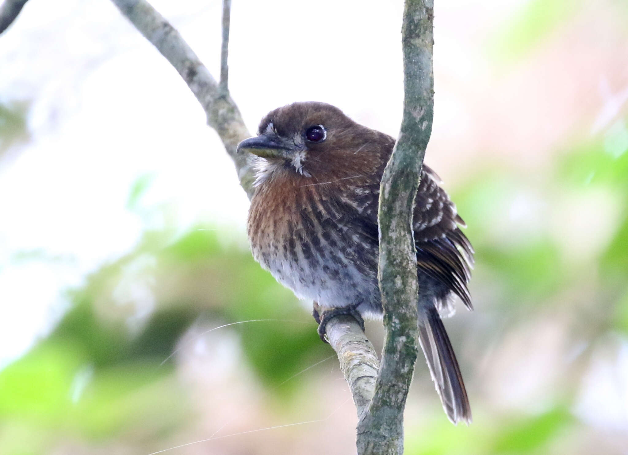 Image of Moustached Puffbird