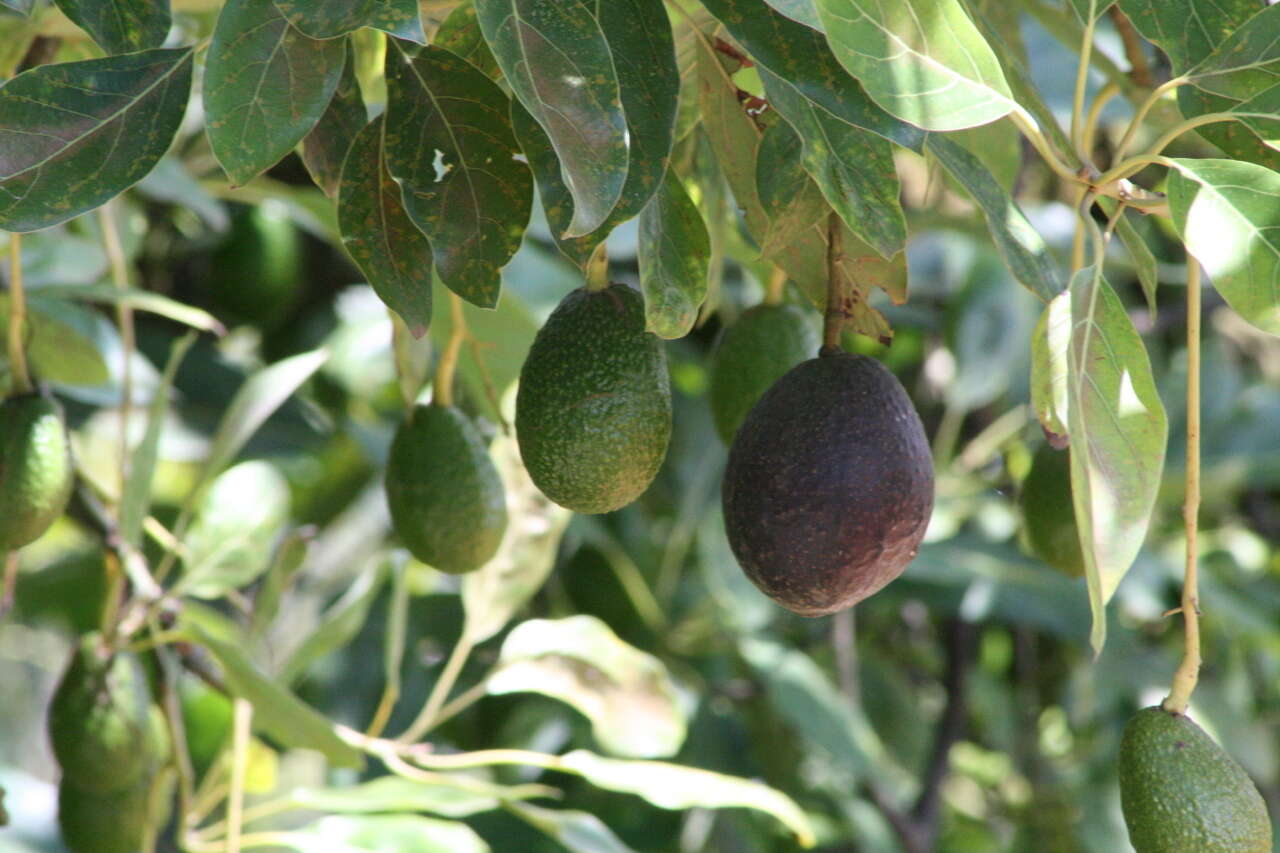 Image of avocado