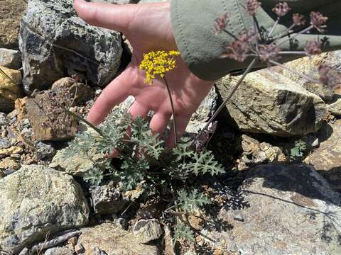 Image of coastal biscuitroot