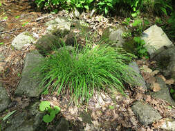 Image of Carex augustinowiczii Meinsh.