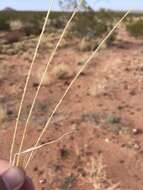 Image of spike dropseed