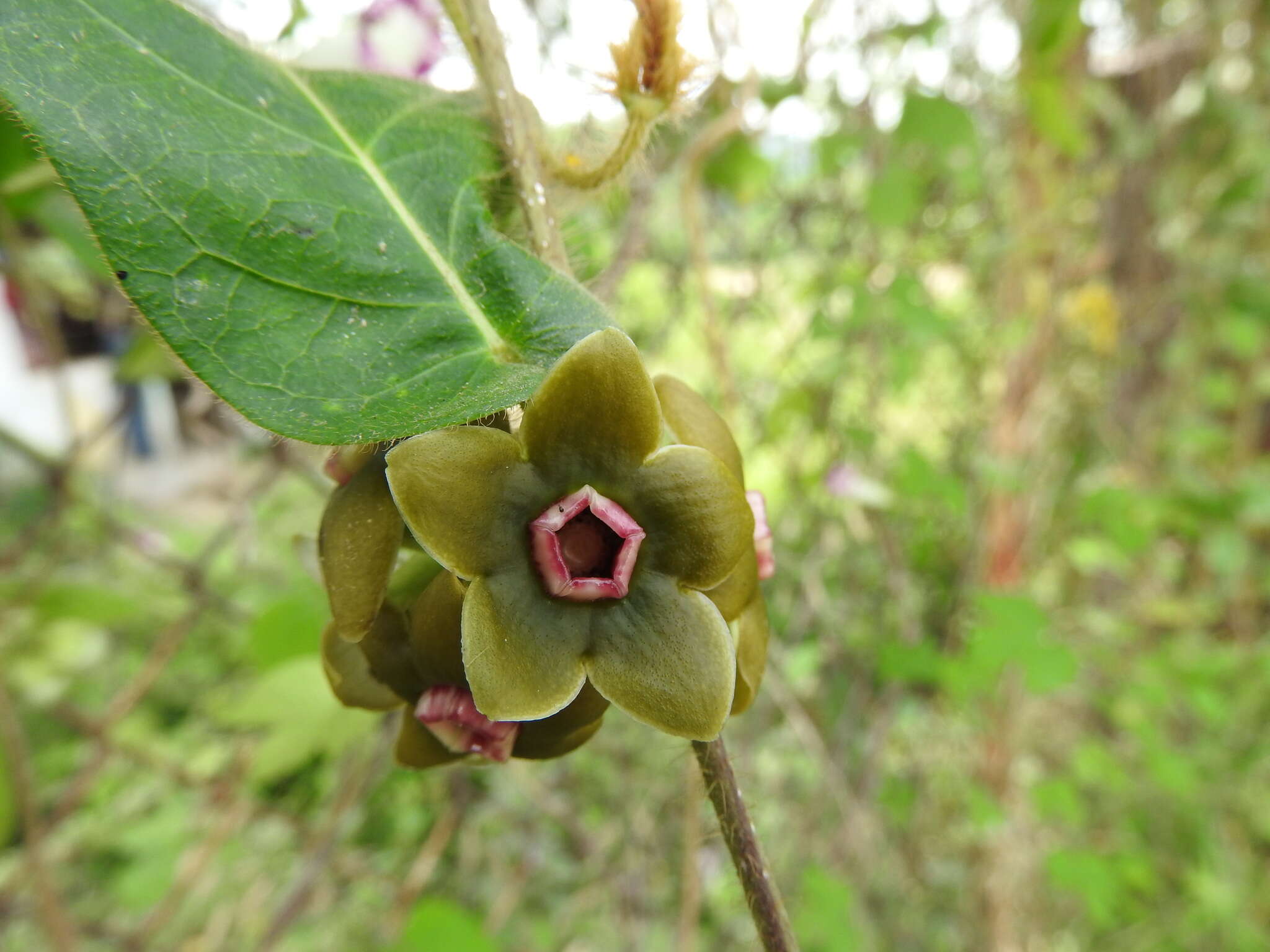 Image of Macroscepis diademata (Ker-Gawl.) W. D. Stevens