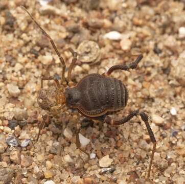 Image of Acanthopachylus Roewer 1913