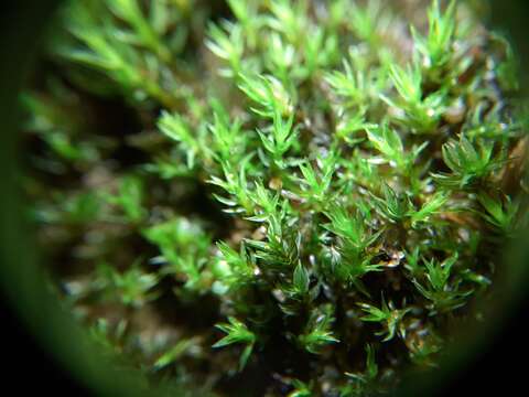 Image of pohlia moss