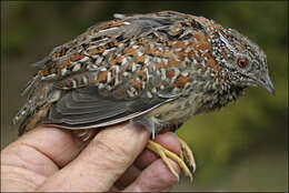 Image of Painted Buttonquail