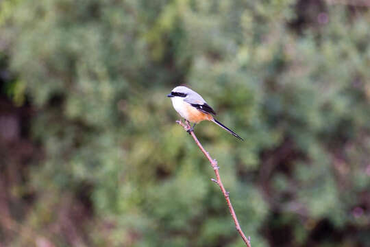 Image of Bay-backed Shrike