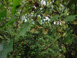 Plancia ëd Dalechampia dioscoreifolia Poepp.