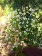 Image of hammock snakeroot