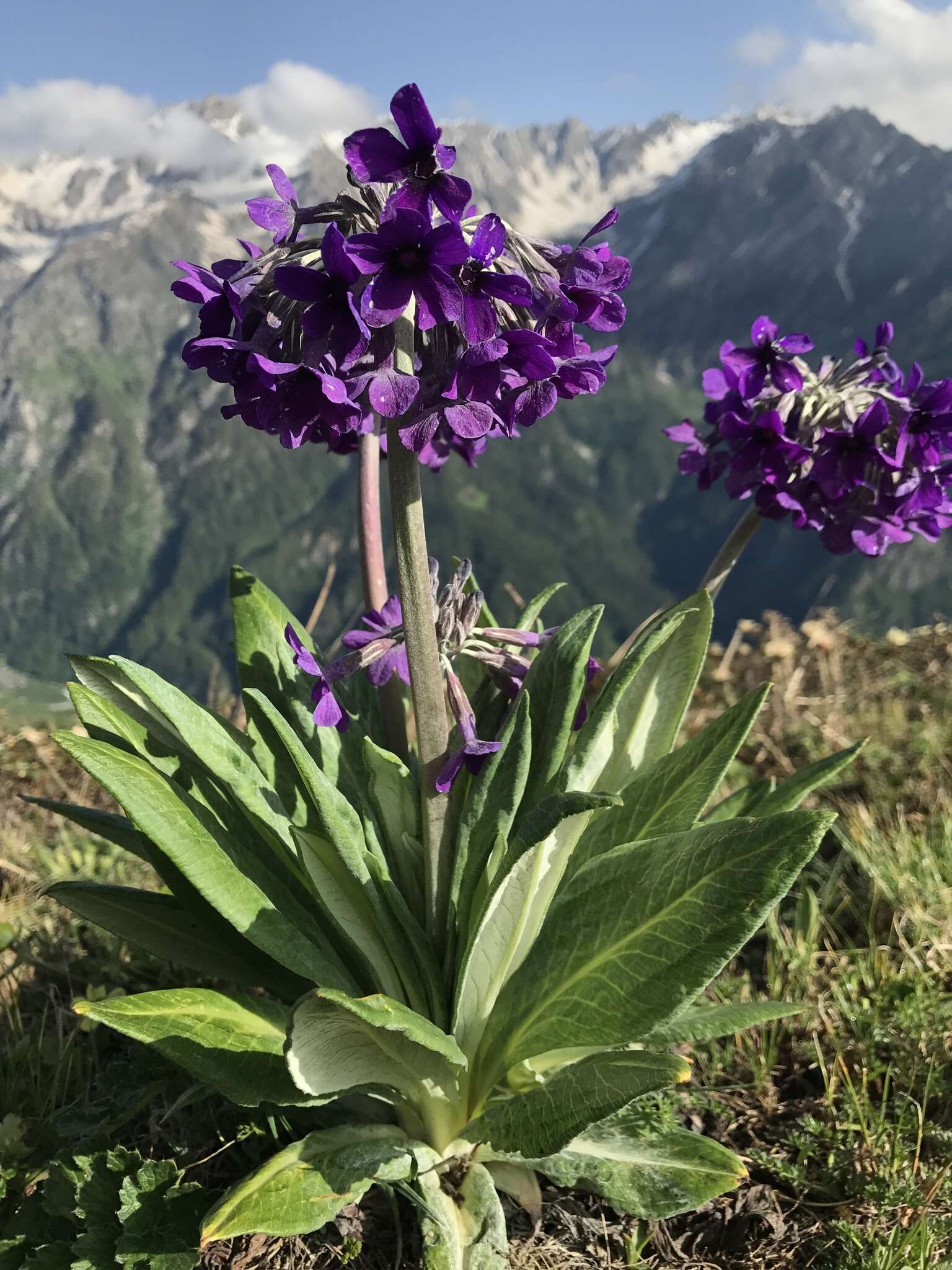 Plancia ëd Primula macrophylla D. Don