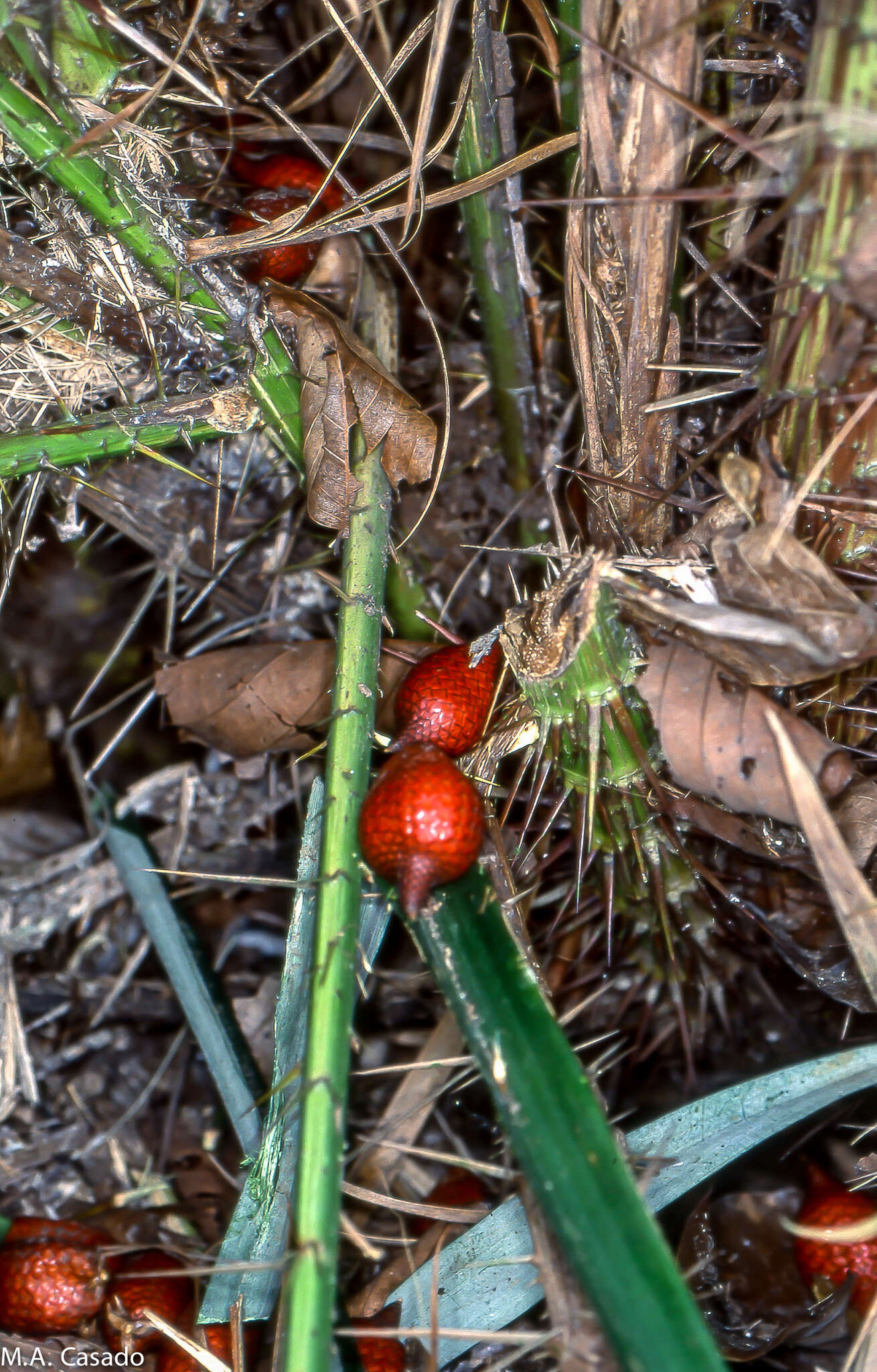 Image of salac palm