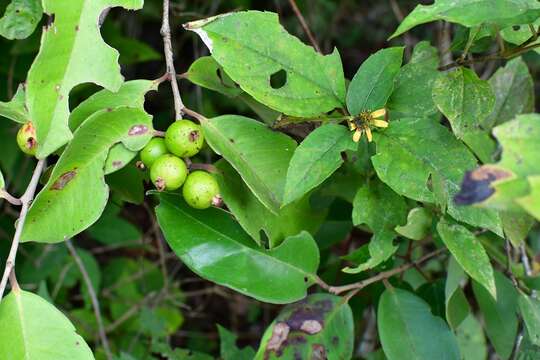 Imagem de <i>Eugenia capulioides</i>