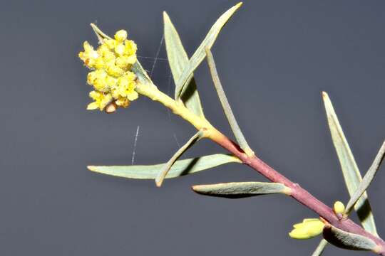 Image of Pimelea microcephala subsp. microcephala