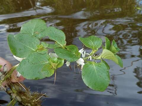 صورة Ludwigia helminthorrhiza (Mart.) Hara