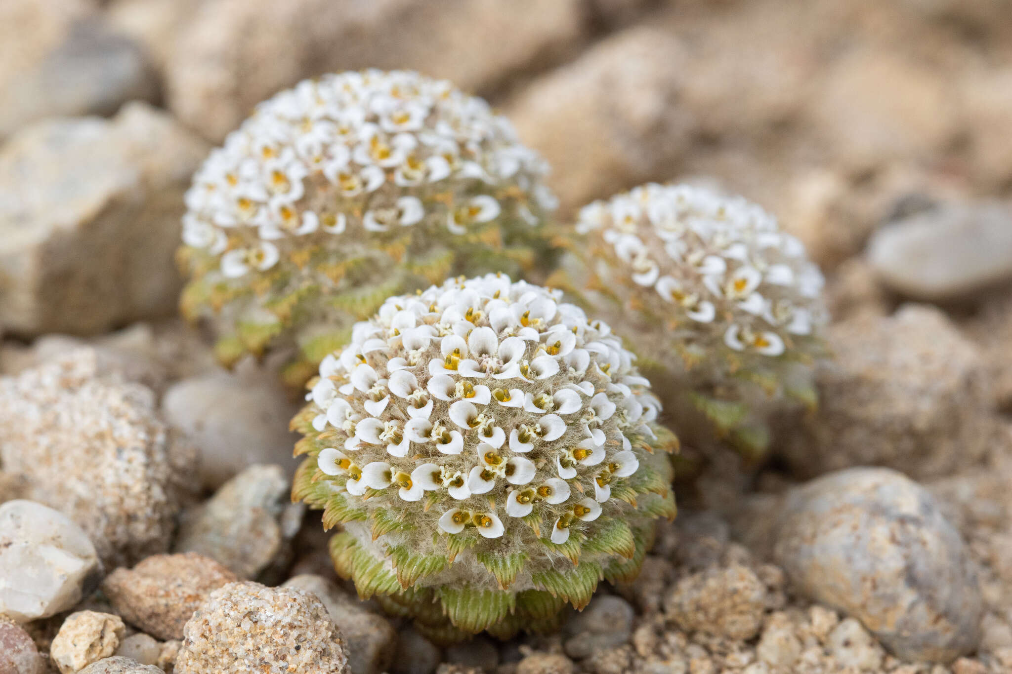 Image of Nassauvia lagascae var. globosa Skottsb.