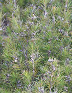 صورة Kunzea linearis (Kirk) de Lange & Toelken