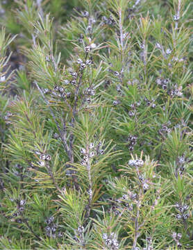 Image of Kunzea linearis (Kirk) de Lange & Toelken